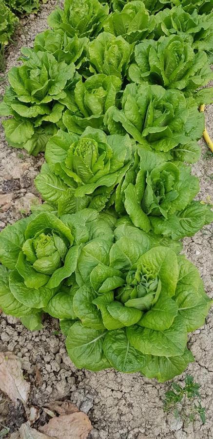 Agriturismo Fiore Di Campo Fermo megye Kültér fotó