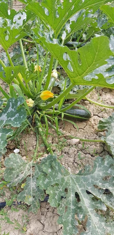 Agriturismo Fiore Di Campo Fermo megye Kültér fotó